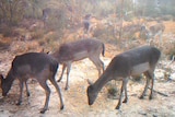 The camera footage shows a herd of 12 feral deer grazing on grass and trees.