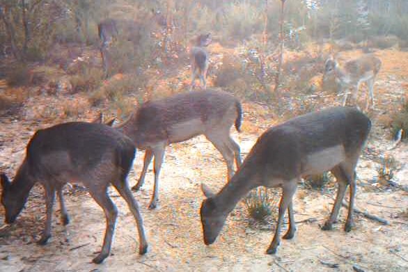 Wild deer spotted in Namadgi National Park