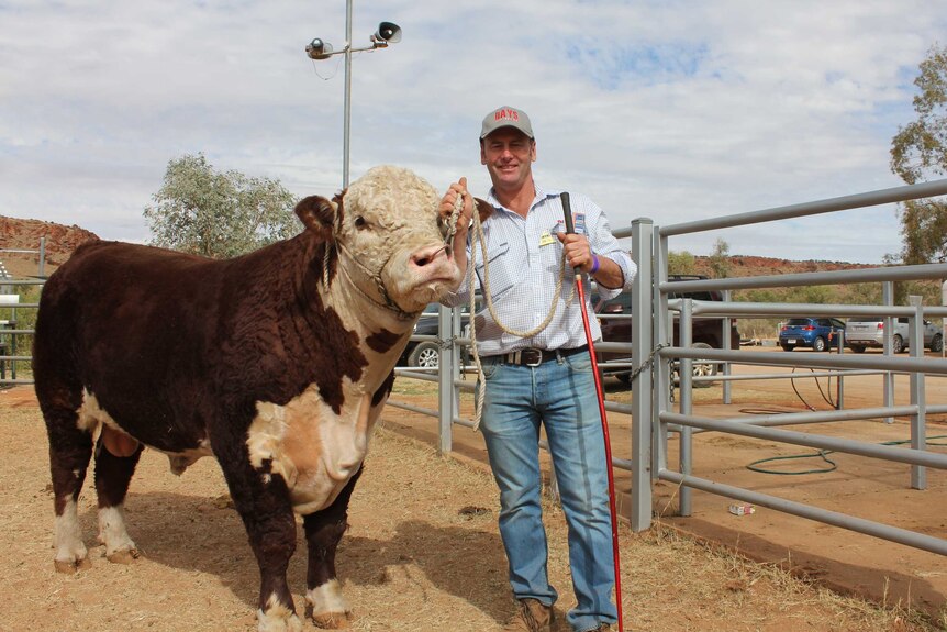 Poll Hereford bull standing with Lachy Day from Days Whiteface in South Australia.