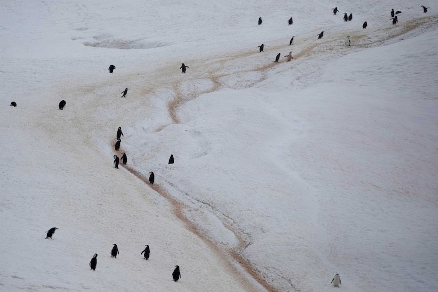 A colony of chinstrap penguins walk along a mountain