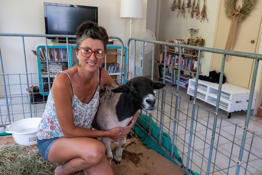 A middle-aged woman with a ram  inside the temporary pen in her lounge room.