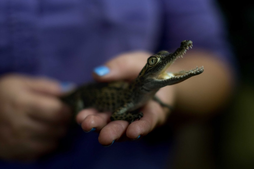 Crocodile handler Olivia Plume holds a baby crocodile.