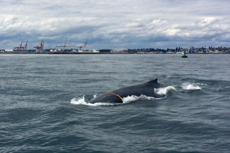 The back of a whale out of the water, with a rope tied over the top. Boats and harbour in the background.