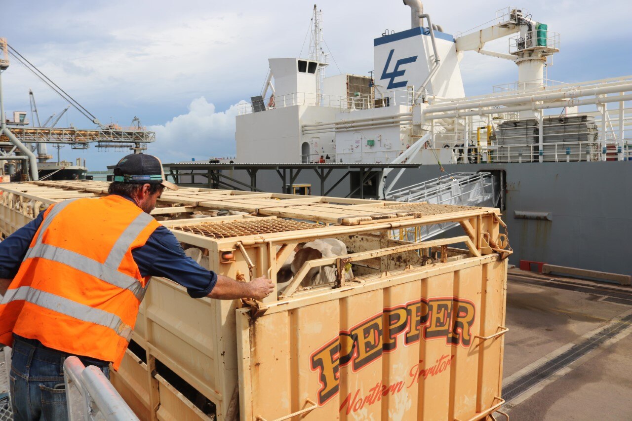 a man in a high-vis jacket loading cattle from a truck to a ship.