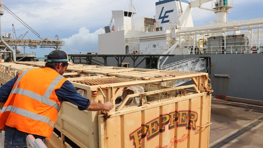 a man in a high-vis jacket loading cattle from a truck to a ship.