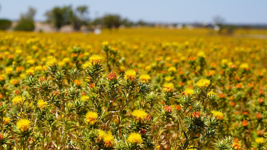 a flowering paddock of yellow safflower