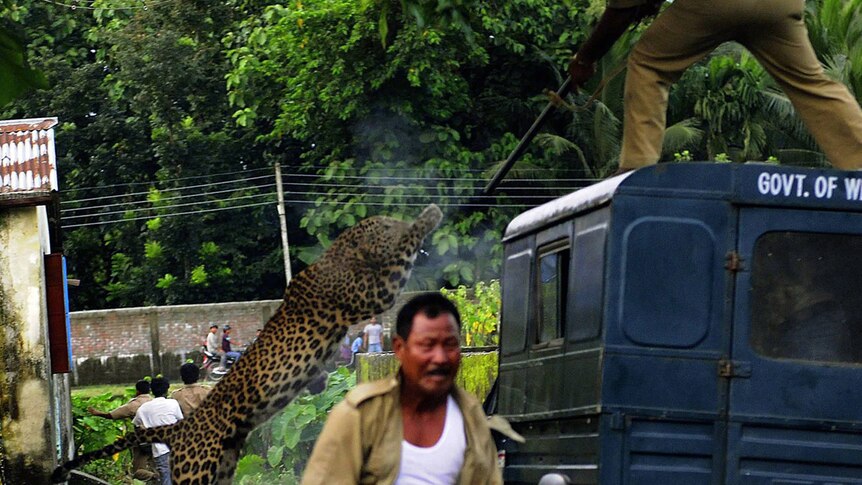 An forest guard aims his tranquiliser rifle as he is attacked by a wild leopard in India.