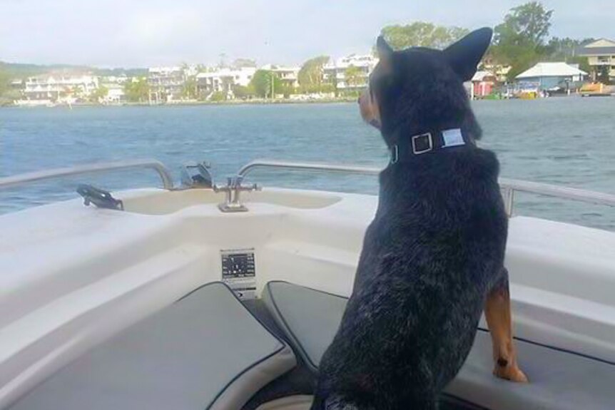 Buddy took to the high seas in Noosa in a boat, another experience ticked off his bucket list.