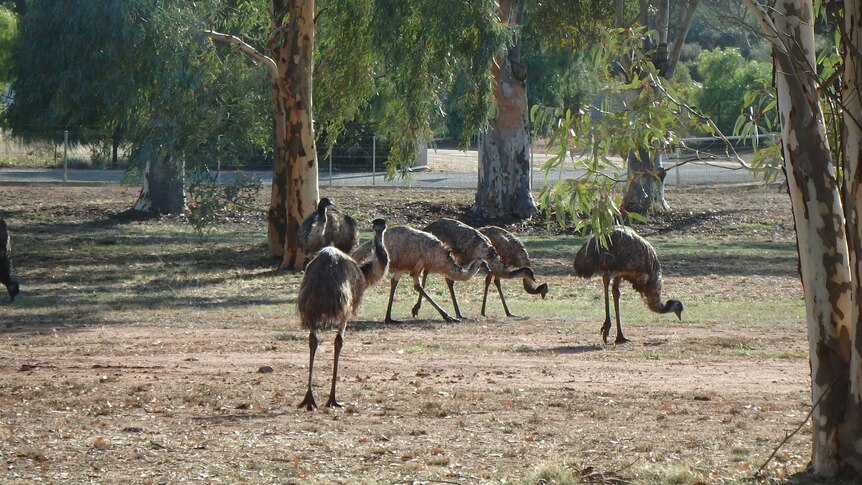Emus foraging on a patch of grass.