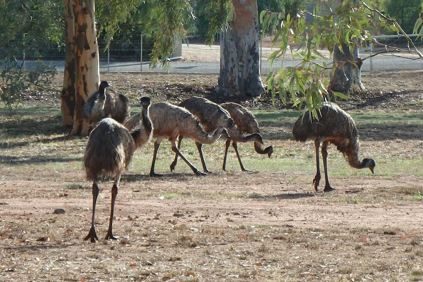 Emus foraging on a patch of grass.