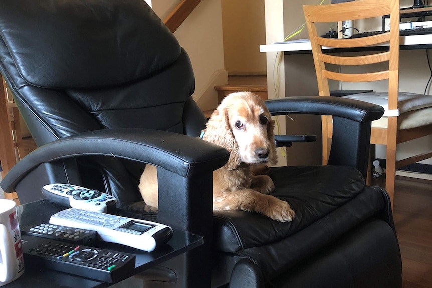 A golden cocker spaniel sitting on a chair to depict stories of how dogs get people through tough times.