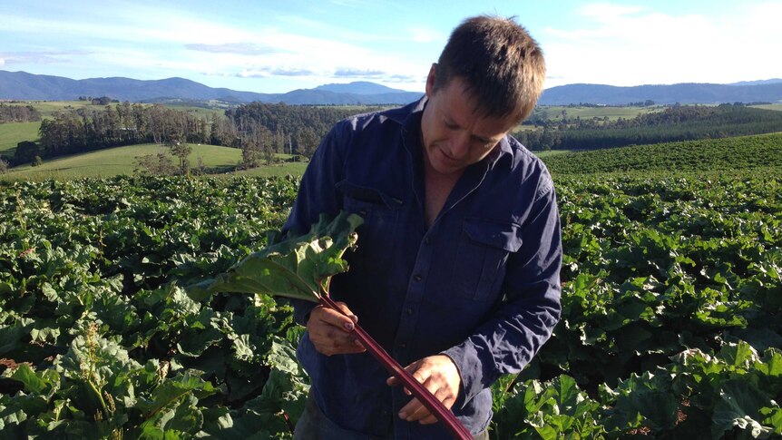 a farmer stands in a paddock of rhubarb holding a large stem