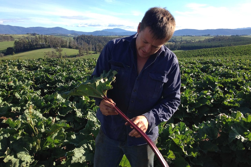 a farmer stands in a paddock of rhubarb holding a large stem.
