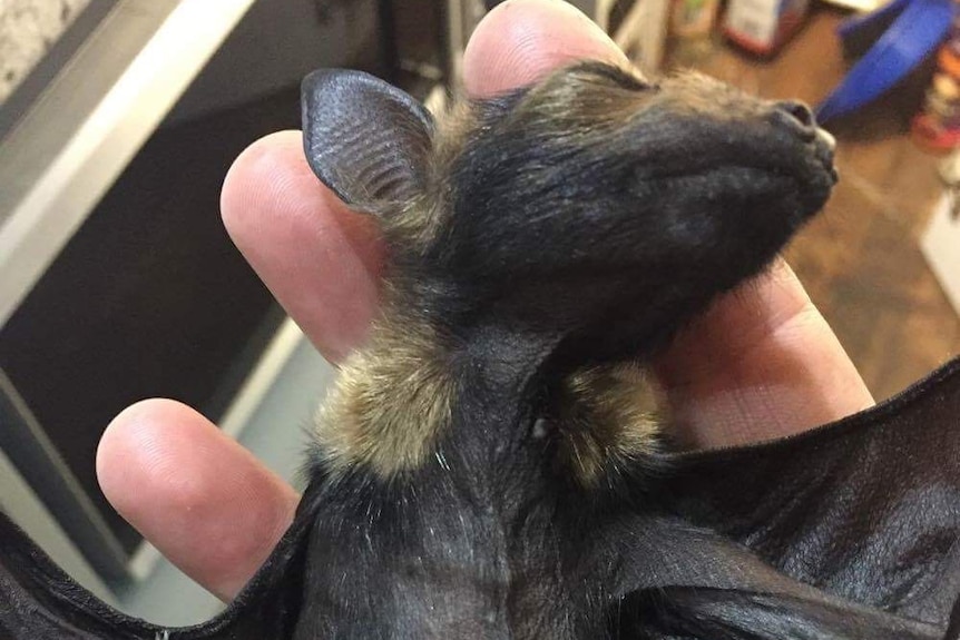 Photo of a deceased and starved abandoned baby flying fox in the hand of a wildlife carer