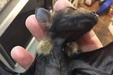 Photo of a deceased and starved abandoned baby flying fox in the hand of a wildlife carer