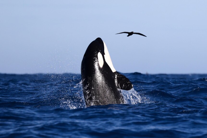 Killer whale half breaching out of the water with bird in sky