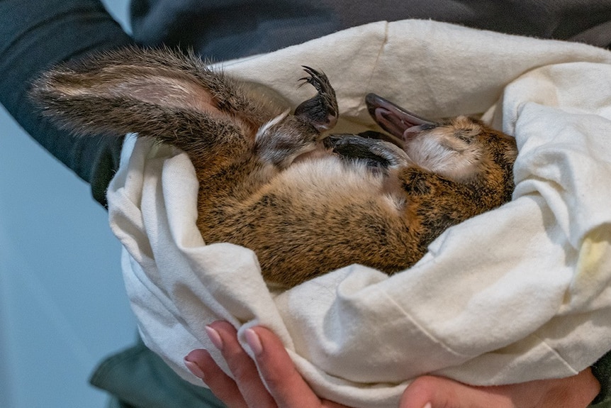 A little platypus in the arms of a rescue worker.