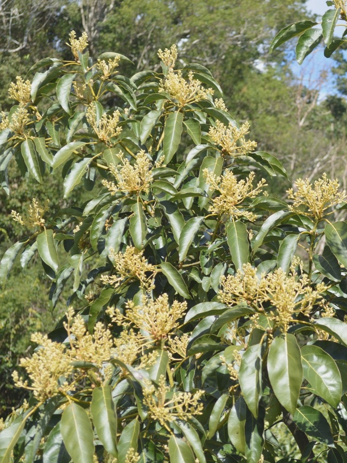 A fuerte avocado tree covered in small yellow flowers.