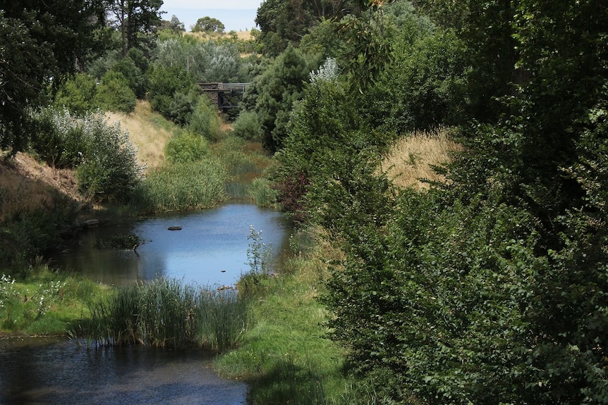 Water in a creek with vegetation in and around it.