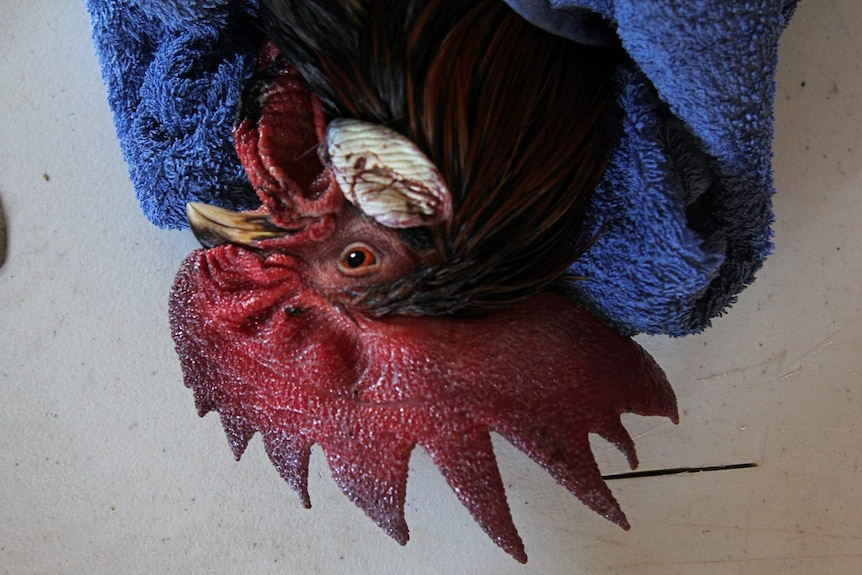 An upside down shot of a slightly wet bird that has been wrapped in a towel.