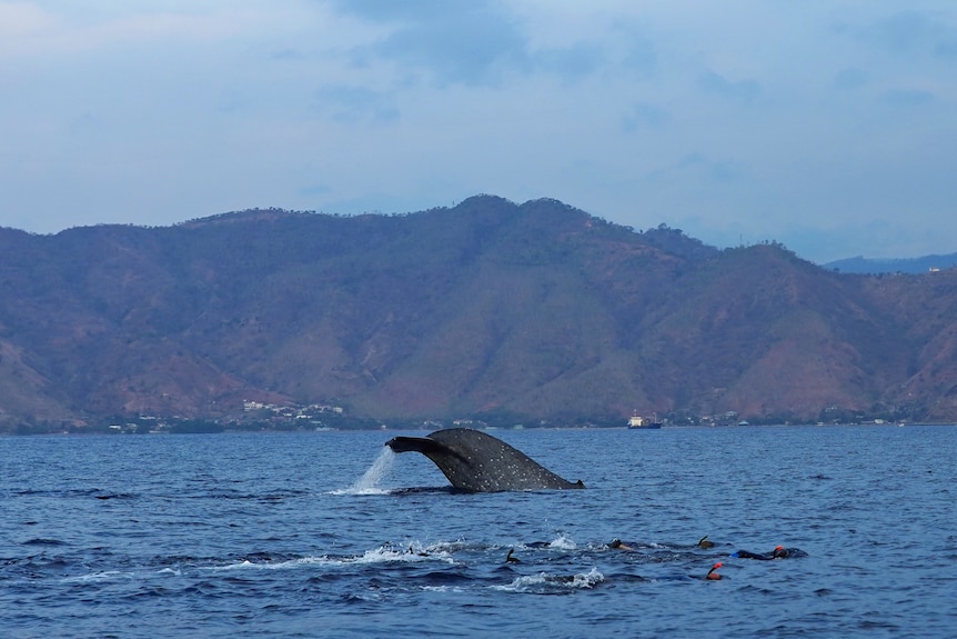 The tail of a blue whale above the surface of the water with land in the background.