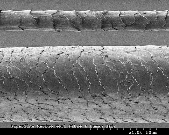 Microscopic image of wool and human hair