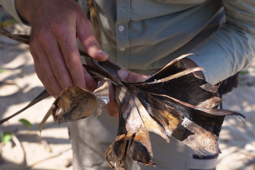 Man's hands holding dead leaves of a pandanus tree