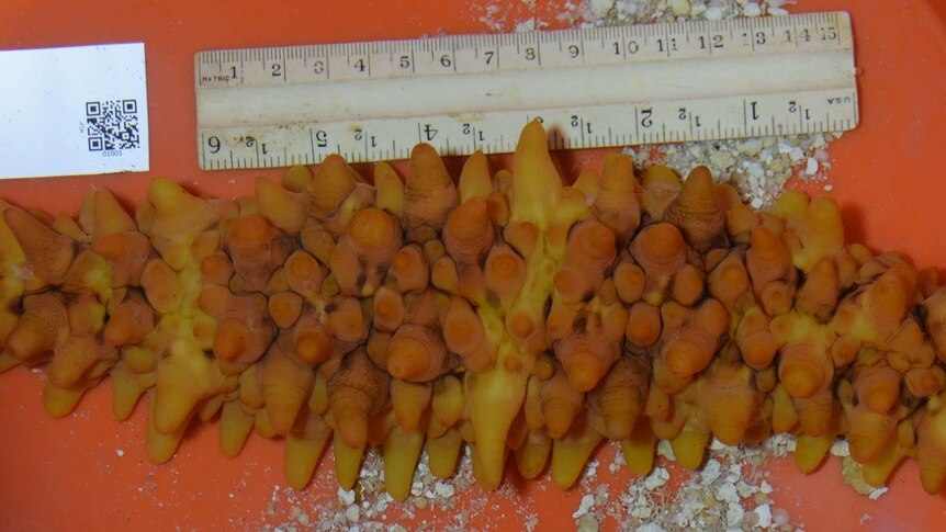 A new species of sea cucumber found in north-west Hawaii