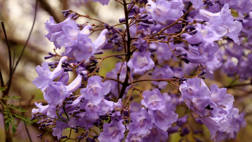 A close up photo of bright purple jacaranda tree flowers.