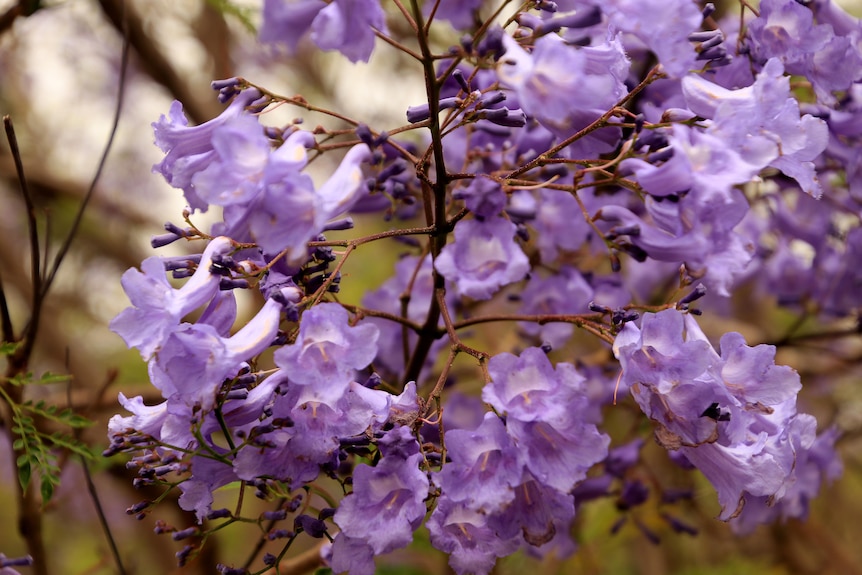A close up photo of bright purple jacaranda tree flowers.
