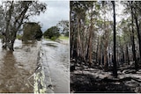 A flooded paddock on the left and a burnt out forest on the right. 