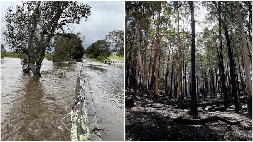 A flooded paddock on the left and a burnt out forest on the right. 