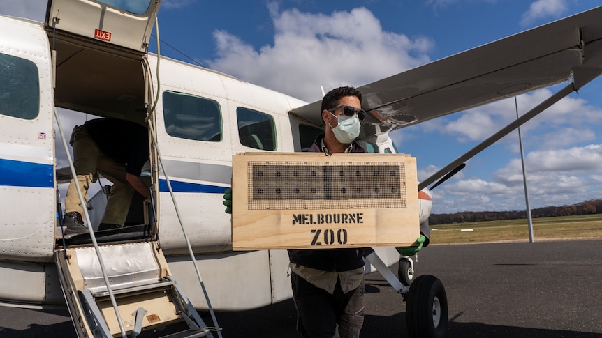 A man wearing a mask holding a crate.