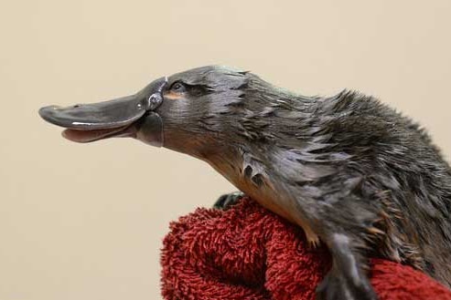 The juvenile platypus Percy