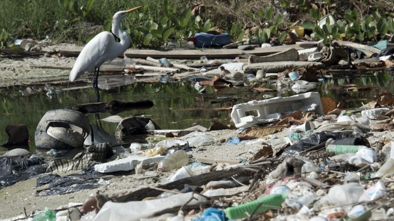 Picture taken at the heavily polluted Guanabara Bay