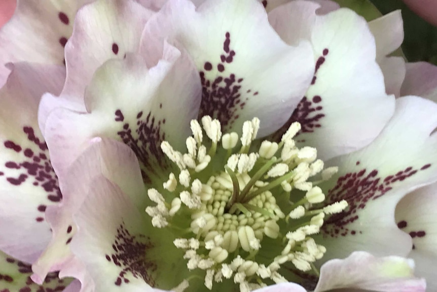 Close up photo of a hellebore with pollen