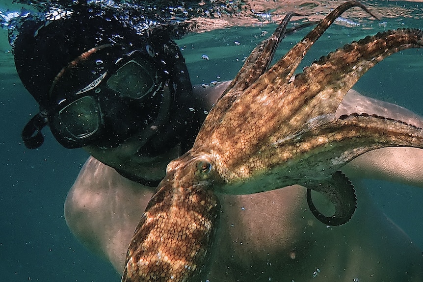 Close-up shot of Craig Foster underwater, wearing goggles and with snorkel in his mouth, very close to an orange octopus.