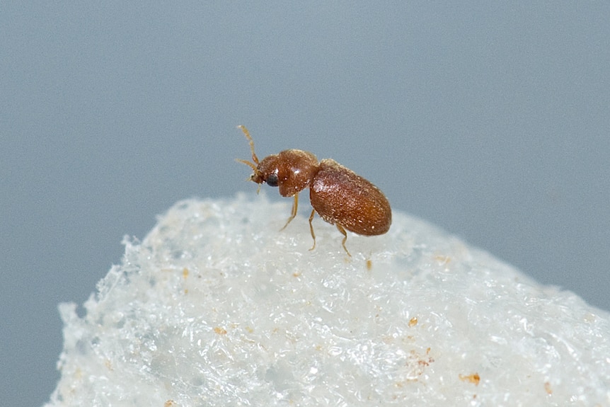 Close up of the brown beetle