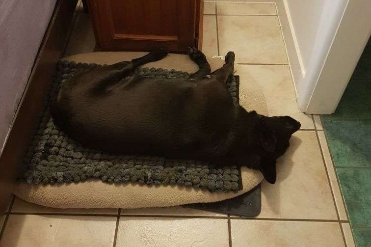 A dark-coloured dog lying on a mat on a tiled floor beside a bedside locker and an open doorway.