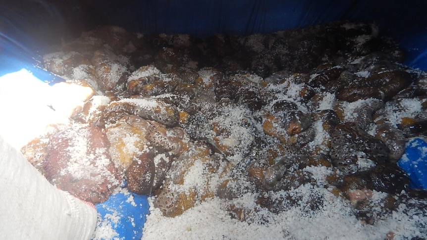 A large pile of small slimy objects in a dark storage room