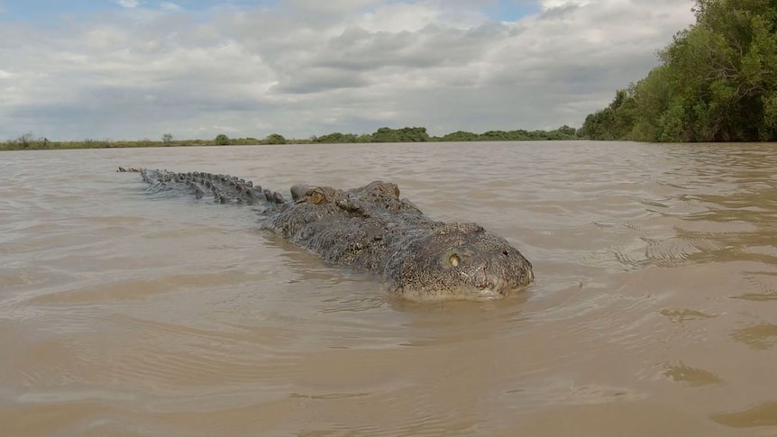 A crocodile lurking in brown water.