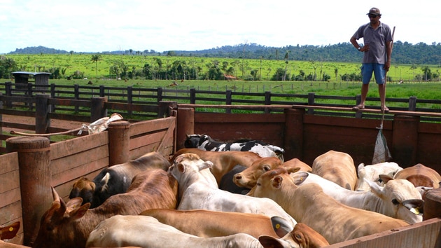 A man stands overlooking a pen of cattle in Brazil 