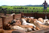 Brazilian beef cattle