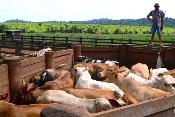 A man stands overlooking a pen of cattle in Brazil 