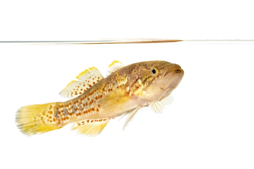 Close up of a yellow, blue, golden coloured small fish