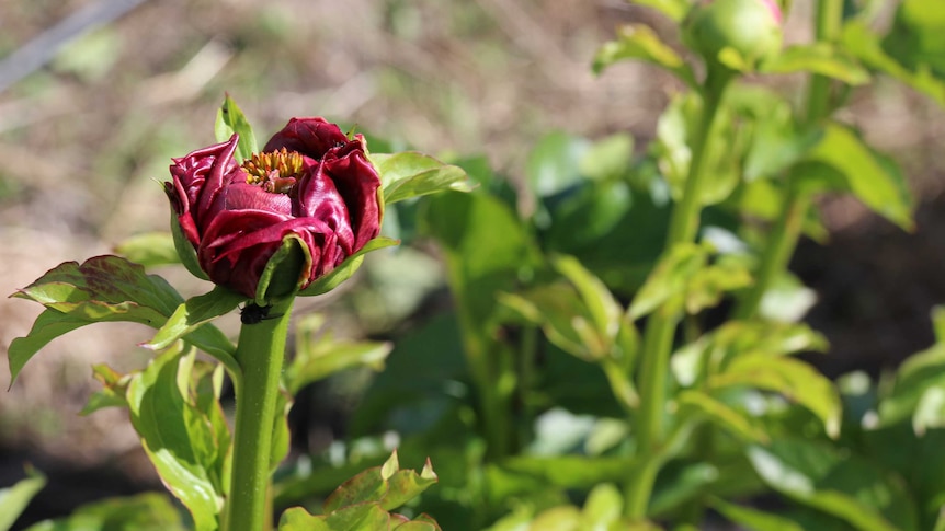 Peony flower feels the heat