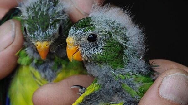 Orange Bellied Parrot babies November 2016