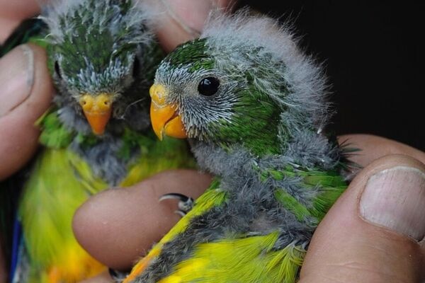 Baby parrots with orange bellies November 2016