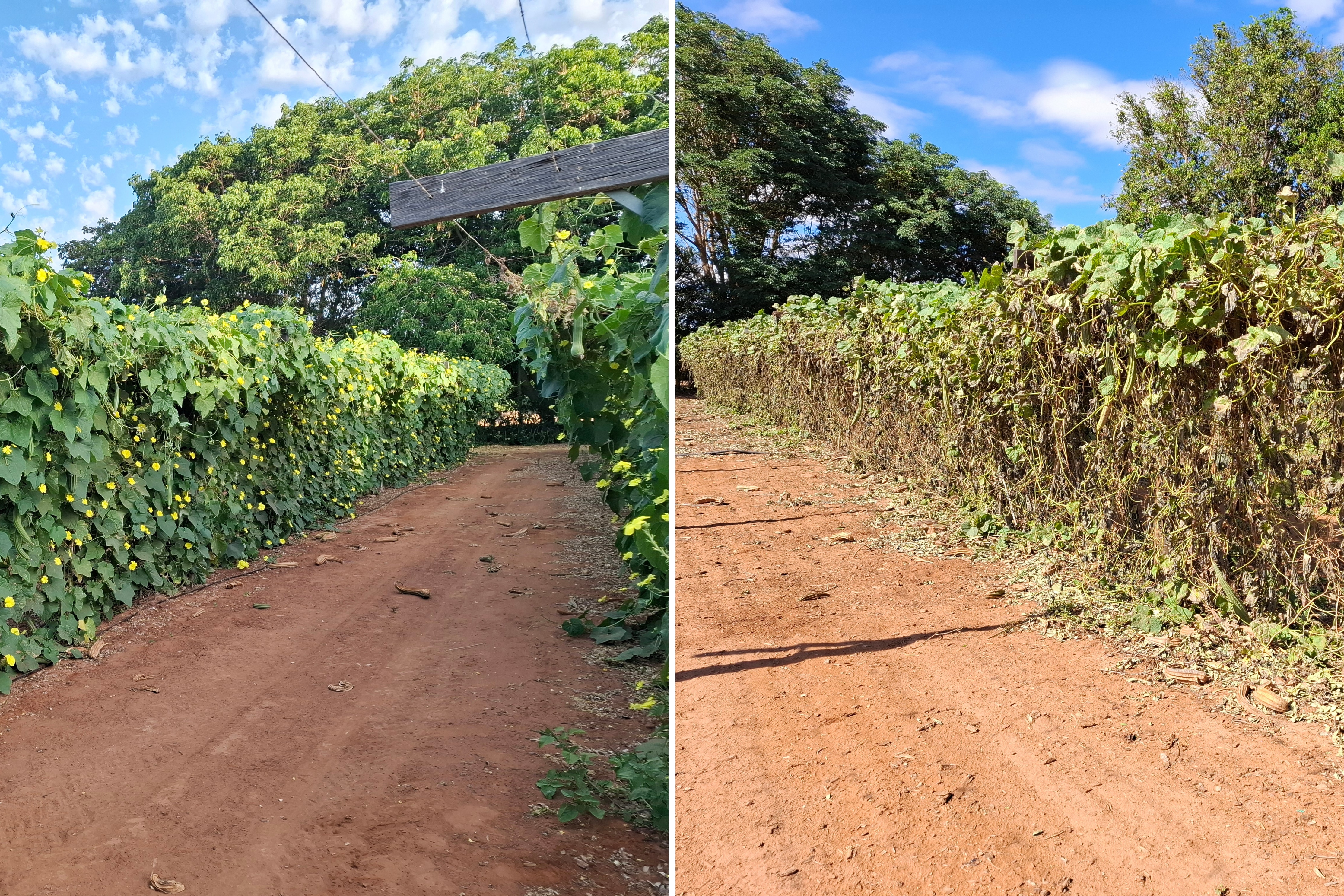 Una imagen compuesta que muestra el impacto de un ciclón en un cultivo de esponja vegetal antes y después del impacto.