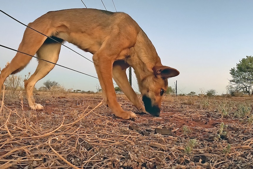 A dingo passing through a fence in the bush